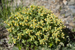 Euphrasia nankotaizanensis
