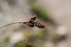 Carex atrata