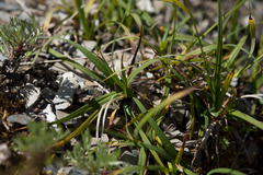 Carex atrata
