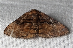 Aporoctena