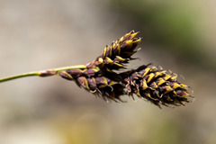 Carex atrata