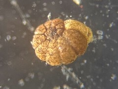 Polystomammina nitida