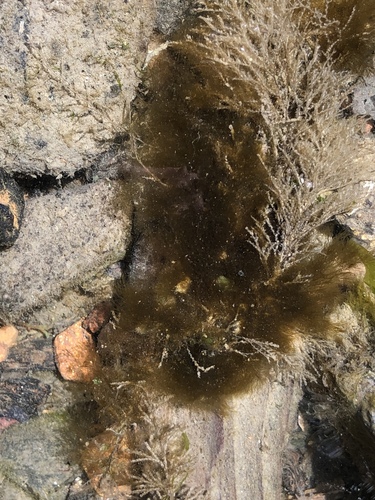 Ectocarpus siliculosus observed 2018-03-24