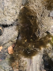 Ectocarpus siliculosus