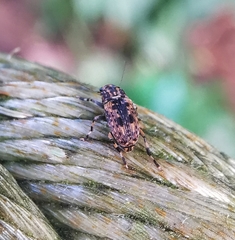 Habrissus