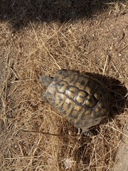 Testudo hermanni hermanni