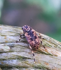 Habrissus