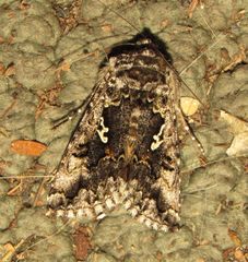 Syngrapha alias