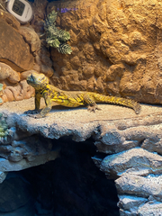 Uromastyx