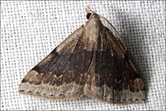 Dichromodes molybdaria