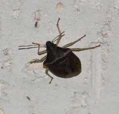 Euschistus obscurus