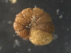 Polystomammina nitida
