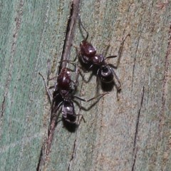 Iridomyrmex rufoniger
