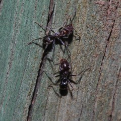 Iridomyrmex rufoniger