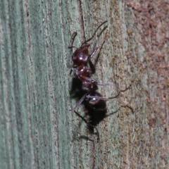 Iridomyrmex rufoniger