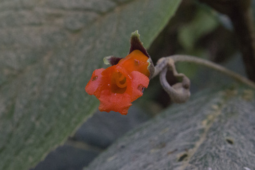 Besleria reticulata