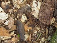 Incilius melanochlorus