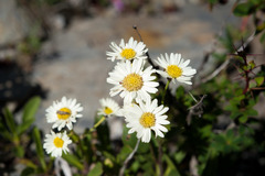 Aster takasagomontanus