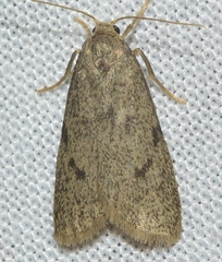Apaidia barbarica
