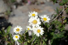 Aster takasagomontanus