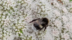 Bombus cryptarum