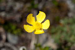Ranunculus formosa-montanus