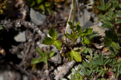 Ranunculus formosa-montanus