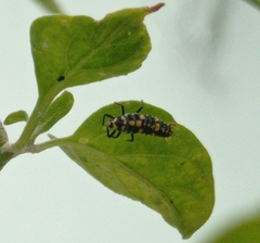 Olla v-nigrum