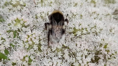 Bombus cryptarum