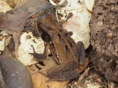 Incilius melanochlorus