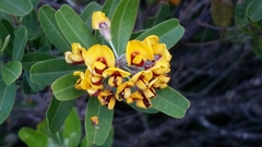 Gastrolobium bilobum