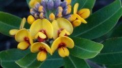 Gastrolobium bilobum