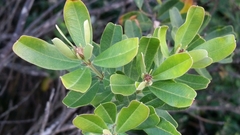 Gastrolobium bilobum