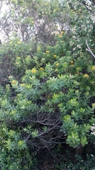 Gastrolobium bilobum