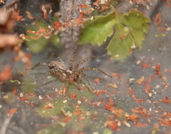 Araneae