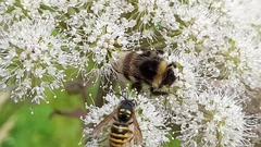 Bombus cryptarum