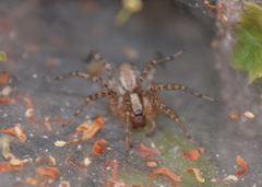 Araneae