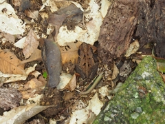 Incilius melanochlorus