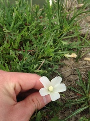 Callirhoe alcaeoides