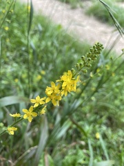 Agrimonia eupatoria