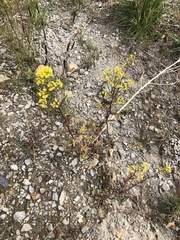 Rorippa barbareifolia