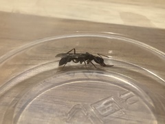 Harpegnathos venator