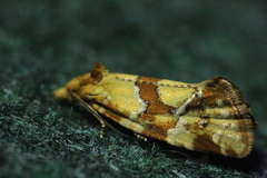 Aethes hartmanniana