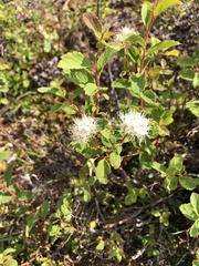 Spiraea stevenii