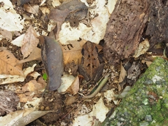 Incilius melanochlorus