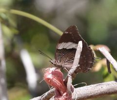 Charaxes