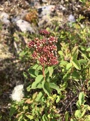 Spiraea stevenii