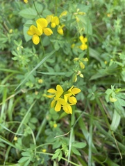 Lotus corniculatus