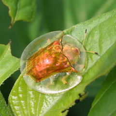 Aspidimorpha bataviana