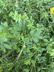 Lotus corniculatus